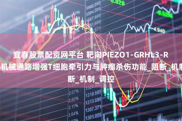 宜春股票配资网平台 靶向PIEZO1-GRHL3-RNF114机械通路增强T细胞牵引力与肿瘤杀伤功能_阻断_机制_调控